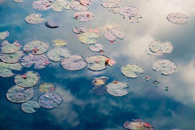 Photograph of lily pads floating on water, with clouds reflecting in the background, shot from above, creating a dreamy and peaceful atmosphere, with a blue sky, reflections of flowers in the water, soft colors, delicate details captured in the natural light, conveying a peaceful and serene mood of the scene. --ar 128:85