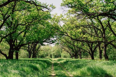 a path leading through an orchard of trees with green leaves in the springtime, wide angle, unsplash photography style, --ar 128:85