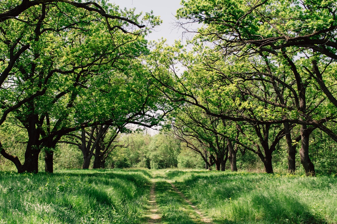 a path leading through an orchard of trees with green leaves in the springtime, wide angle, unsplash photography style, –ar 128:85