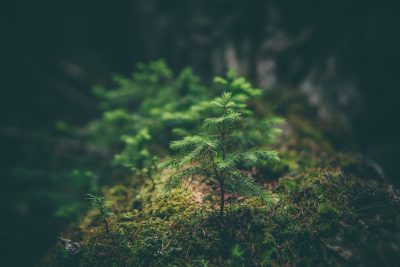 A small pine tree growing on a mossy rock in the forest, with dark green and black tones, in a low angle shot, with a bokeh effect and blurred background, resembling macro photography, in the style of National Geographic photo. --ar 128:85