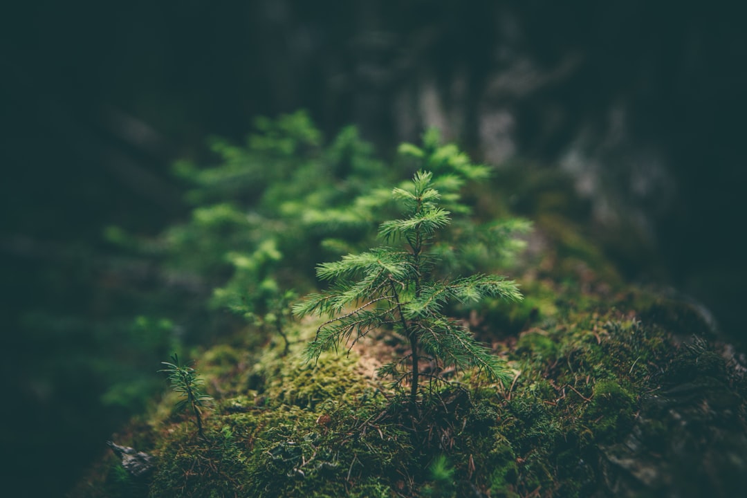 A small pine tree growing on a mossy rock in the forest, with dark green and black tones, in a low angle shot, with a bokeh effect and blurred background, resembling macro photography, in the style of National Geographic photo. –ar 128:85