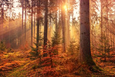 A forest in autumn, with sunlight filtering through the trees and casting long shadows on the ground. The colors of leaves create an orange gradient from red to green, adding depth to the scene. Sunbeams illuminate tall pine tree trunks standing amidst other types like spruce or larch. In the background is another forest area, showing more dense foliage and smaller trees. This photo captures nature's beauty at its most vibrant during the fall season. --ar 128:85