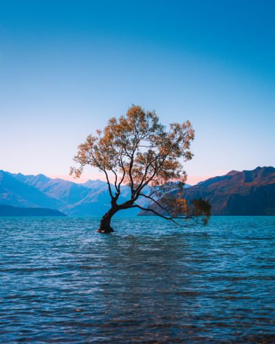 A tree in the middle of Lake vw, New Zealand, photo taken from across lake, clear blue sky, mountains in background, golden hour lighting, Nikon D850, 2470mm lens at f/3.6 aperture, ISO film grain, Leica camera --ar 51:64