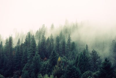 A dense forest of pine trees shrouded in mist, seen from above. The scene is set against the backdrop of an overcast sky, adding to its mystical and serene atmosphere. The painting depicts this landscape in the style of Chinese artist [Shitao](https://goo.gl/search?artist%20Shitao). --ar 128:85