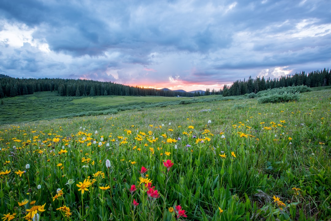 In the heart of Arapahoe National Forest, there is an endless field covered in wildflowers under a dramatic sky at sunset. The scene captures a wide view with lush green meadows and colorful blooms that create a picturesque landscape. In the distance behind it lies dense forests and distant mountains adding to its grandeur. Shot in the style of Nikon D850 DSLR camera with an NIKKOR Z7 24-30mm f/6 lens, photo realistic. –ar 128:85