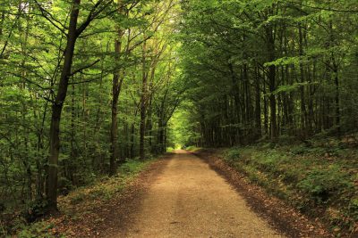 A forest path in the woods of France, with trees on both sides, green leaves, a sunny day, a dirt road, photo realistic in the style of canon eos r5. --ar 128:85