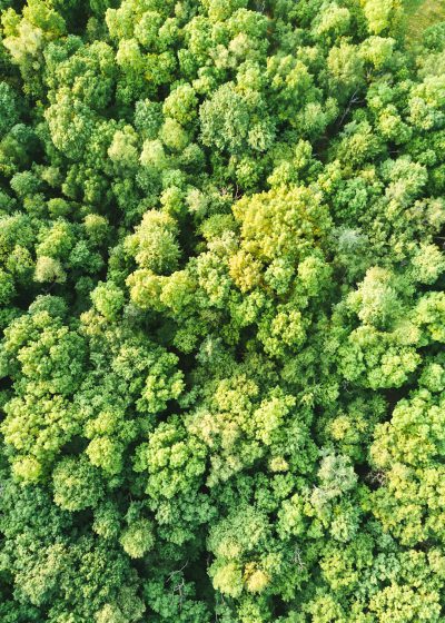 Aerial view of a dense forest with green trees. The top down photography shows a sunny day with vibrant colors. The high resolution and high quality image has high contrast and sharp focus. The high dynamic range was captured with a wide angle lens using natural lighting. --ar 91:128