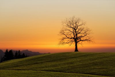 Photo of silhouette tree on green hill at sunset, Switzerland, 35mm lens, f/2.8. The photo was taken in the style of Switzerland. --ar 128:85