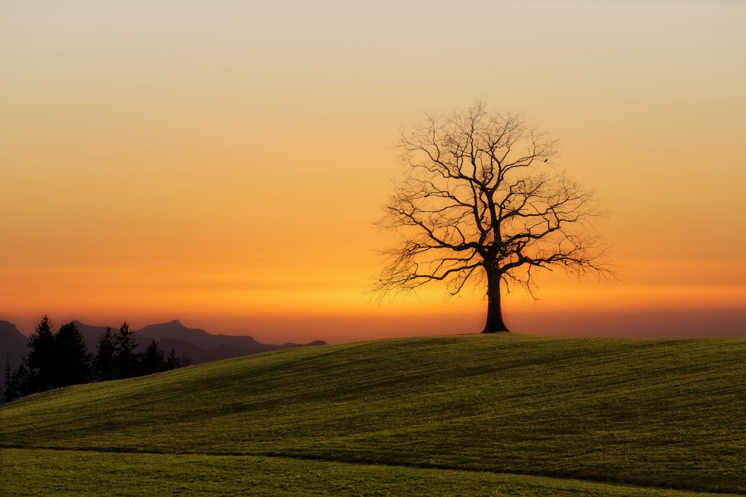 Photo of silhouette tree on green hill at sunset, Switzerland, 35mm lens, f/2.8. The photo was taken in the style of Switzerland. –ar 128:85