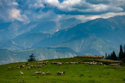 The grassland of Kashmir is full of sheep, with green mountains in the background and clouds floating on top. A group of sheeps graze leisurely under the blue sky., wide angle lens, photo taken by Nikon d750 using nikon AFS 2436mm f/8G ED VR lens --ar 128:85