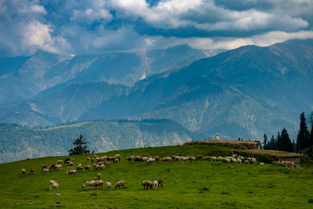 The grassland of Kashmir is full of sheep, with green mountains in the background and clouds floating on top. A group of sheeps graze leisurely under the blue sky., wide angle lens, photo taken by Nikon d750 using nikon AFS 2436mm f/8G ED VR lens –ar 128:85