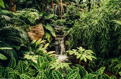 A lush tropical rainforest with large leaves and waterfalls, surrounded by greenery. The photo was taken in the style of Sony Alpha A7 III using Kodak Gold film. --ar 32:21