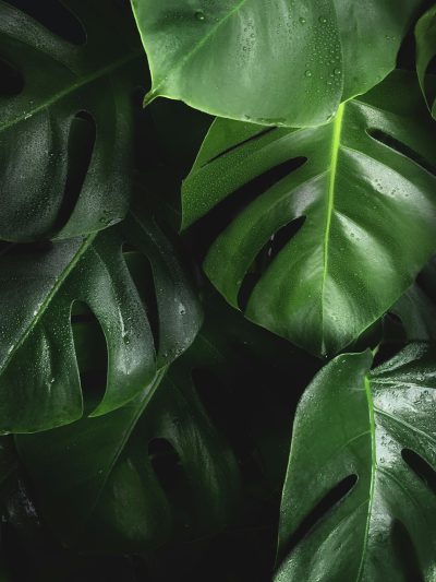 close up of monstera leaves, dark background, high resolution photography --ar 3:4