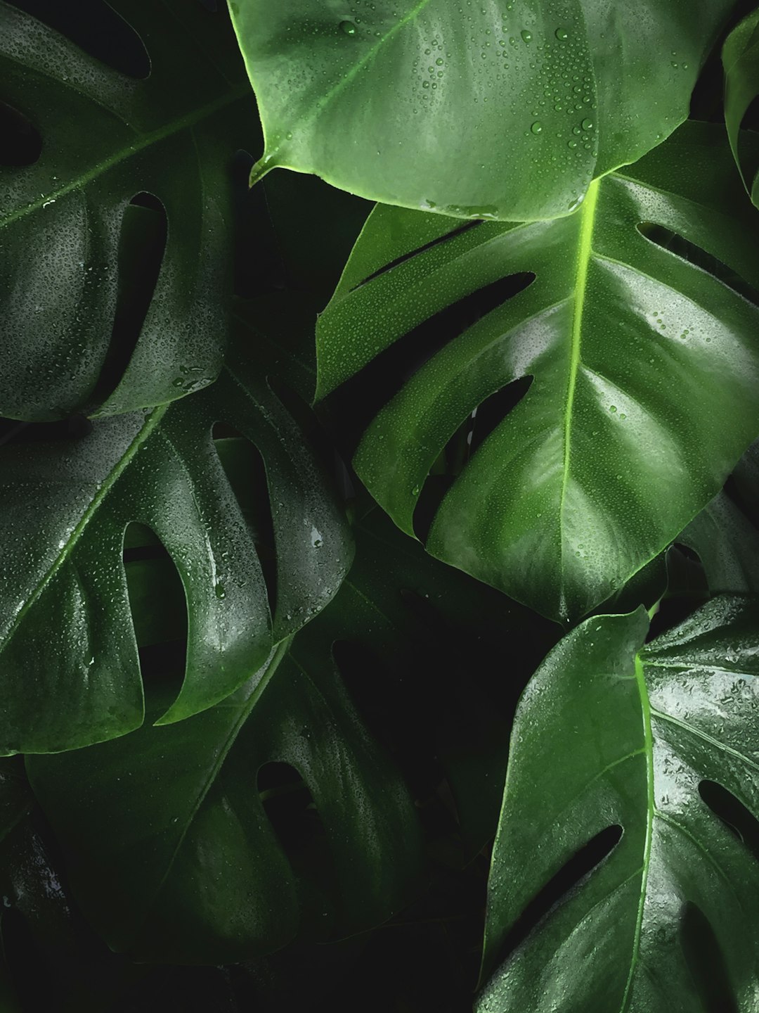 close up of monstera leaves, dark background, high resolution photography –ar 3:4