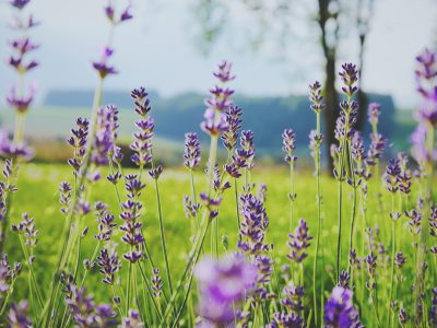 A photo of lavender flowers in full bloom, with green grass and trees visible behind them. The focus is on the purple petals against a blurred background of nature. This shot captures the beauty and diversity of floral life during springtime, with the soft pastel colors adding to its elegance. --ar 4:3