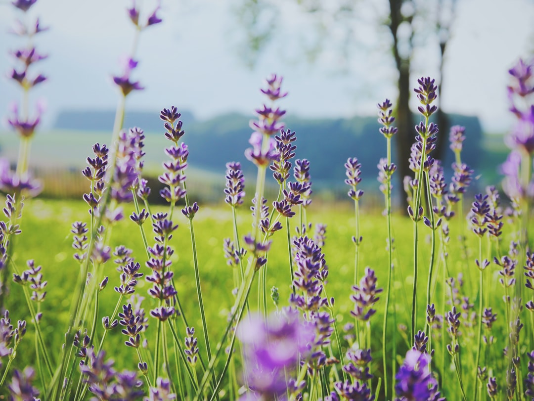 A photo of lavender flowers in full bloom, with green grass and trees visible behind them. The focus is on the purple petals against a blurred background of nature. This shot captures the beauty and diversity of floral life during springtime, with the soft pastel colors adding to its elegance. –ar 4:3