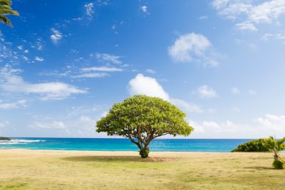 A single tree stands alone on the grassy beach, with a clear blue sky and turquoise sea in the background. The tree is surrounded by lush greenery under bright sunlight, creating an idyllic scene of nature's beauty. This photograph captures the serene atmosphere of coastal landscapes in the style of coastal landscapes. --ar 128:85