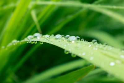 A closeup of water droplets on the edge of grass, macro photography, high definition photography, high resolution, sharp details, natural light, green background, a fresh and refreshing feeling. --ar 128:85