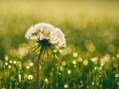 Dandelion in the grass, bokeh background, closeup macro photography, blurred green meadow with dew drops, spring morning light, fresh nature concept, high resolution stock photo. --ar 4:3