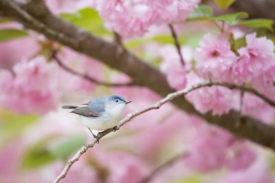 A closeup of the small blue and gray bird perched on one branch, surrounded in the style of pink cherry blossoms in full bloom. The background is blurred with soft green leaves. --ar 128:85