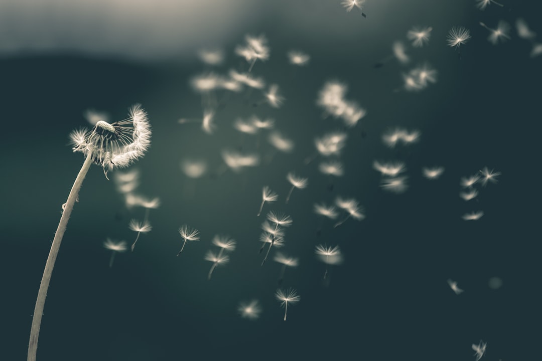 Dandelion seeds blowing away in the wind, creating an abstract and ethereal background. The dandelions symbolize freedom of expression or dreams being released into nature. Photorealistic with a cinematic, dark color grading and contrasty lighting in the style of photo realistic artists. –ar 128:85