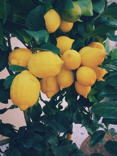 Photograph of a lemon tree with yellow lemons in the style of unsplash photography. --ar 3:4