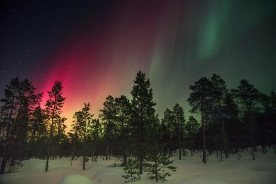 A vibrant display of the Northern Lights dancing above an ancient pine forest in Lapland, Finland. The sky is painted with hues of pink and green as they dance across the night sky. In front there's snow-covered ground. Photo taken in the style of Sony Alpha A7 III camera using Kodak Portra Pro Film. --ar 128:85