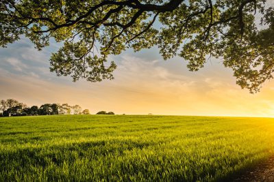 A serene spring landscape with lush green grass, a vibrant sky and the sun setting in the background. The foreground features an oak tree branch hanging over a field of grain, adding depth to the scene. This image is perfect for conveying natural beauty and tranquility, with copy space on one side of the frame. Shot by Nikon D850 DSLR camera with illustrations, super realistic photo style --ar 128:85