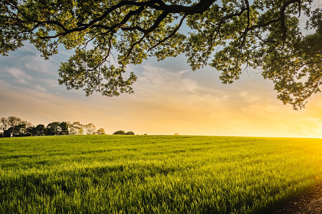 A serene spring landscape with lush green grass, a vibrant sky and the sun setting in the background. The foreground features an oak tree branch hanging over a field of grain, adding depth to the scene. This image is perfect for conveying natural beauty and tranquility, with copy space on one side of the frame. Shot by Nikon D850 DSLR camera with illustrations, super realistic photo style –ar 128:85