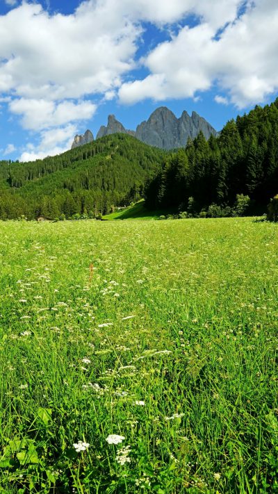 Photo of the Dolomites in Italy, a green meadow with white flowers and a forest in the background, a blue sky with clouds, summer time, shot in the style of Canon EOS R5 at F2, ISO100, Shutter speed, high resolution photography --ar 9:16