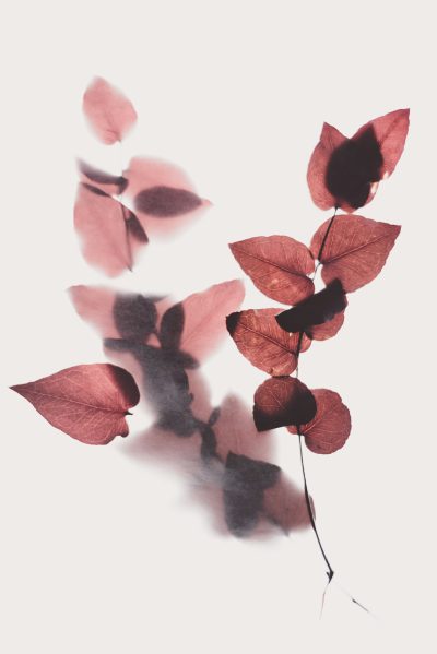 A few delicate red leaves float in the air, with blurred shadows on a white background. The painting has a minimalist style in the ink painting in the style of watercolor effect, with translucent petals and blurred edges. It has a low saturation and natural light and shadow with exquisite details that create a mysterious atmosphere. --ar 85:128