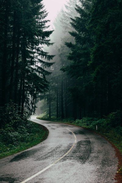 photo of winding road in the forest, dark green trees, foggy weather, in the style of unsplash photography. --ar 85:128