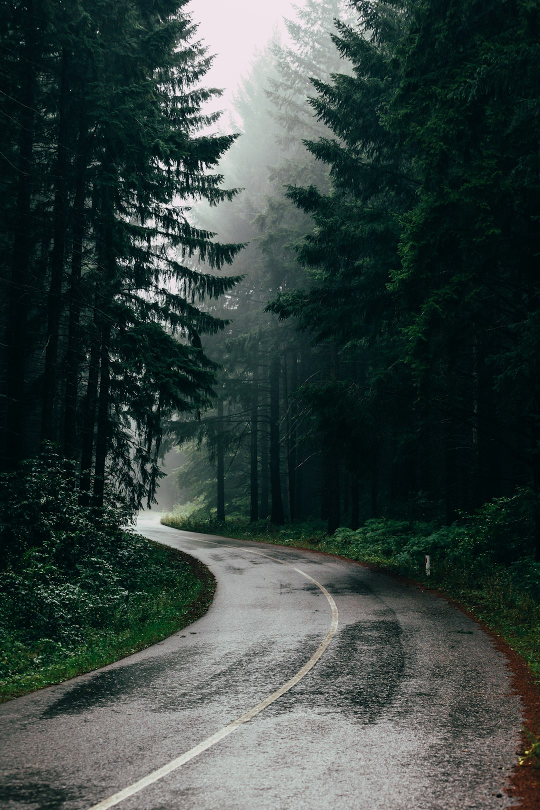 photo of winding road in the forest, dark green trees, foggy weather, in the style of unsplash photography. –ar 85:128