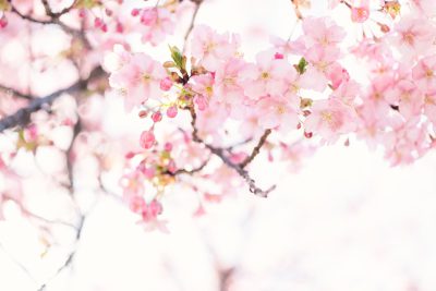 A closeup of delicate pink cherry blossoms in full bloom, with the background softly blurred to emphasize their beauty and softness against a white sky. The composition focuses on the petals' intricate details and vibrant colors, creating an atmosphere that evokes springtime joy and tranquility. --ar 128:85