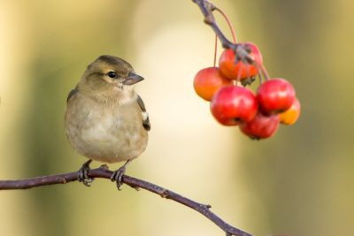 Chaffinch sitting on a branch with red berries, photo realistic in the style of Canon camera, high resolution copy space for text, taken in the style of Canon camera and with good focus effect. --ar 128:85