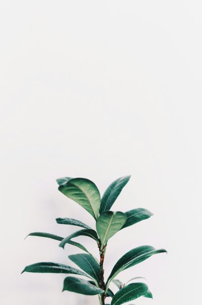 Minimalist, bohemian style wallpaper for iPhone background, a white wall with a green plant in the bottom left corner, white space at the top of the photo, a white background, aesthetic, simple design, no shadows, a flat lay view, in the style of white background. --ar 85:128