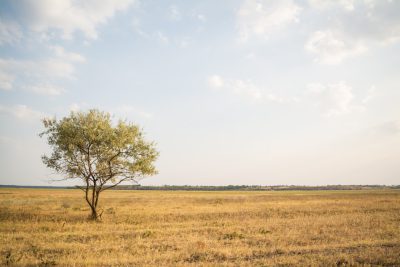 A lone tree stands in the vast, open field of savanna under a clear blue sky. The grass is dry and yellowed from the long summer heat. In the far distance there are some acacia trees. The photo was taken with a Canon EOS R5 T2i camera, using natural light, with a 30 mm lens and sharp focus on the subject. The style is reminiscent of [Ansel Adams](https://goo.gl/search?artist%20Ansel%20Adams). --ar 128:85