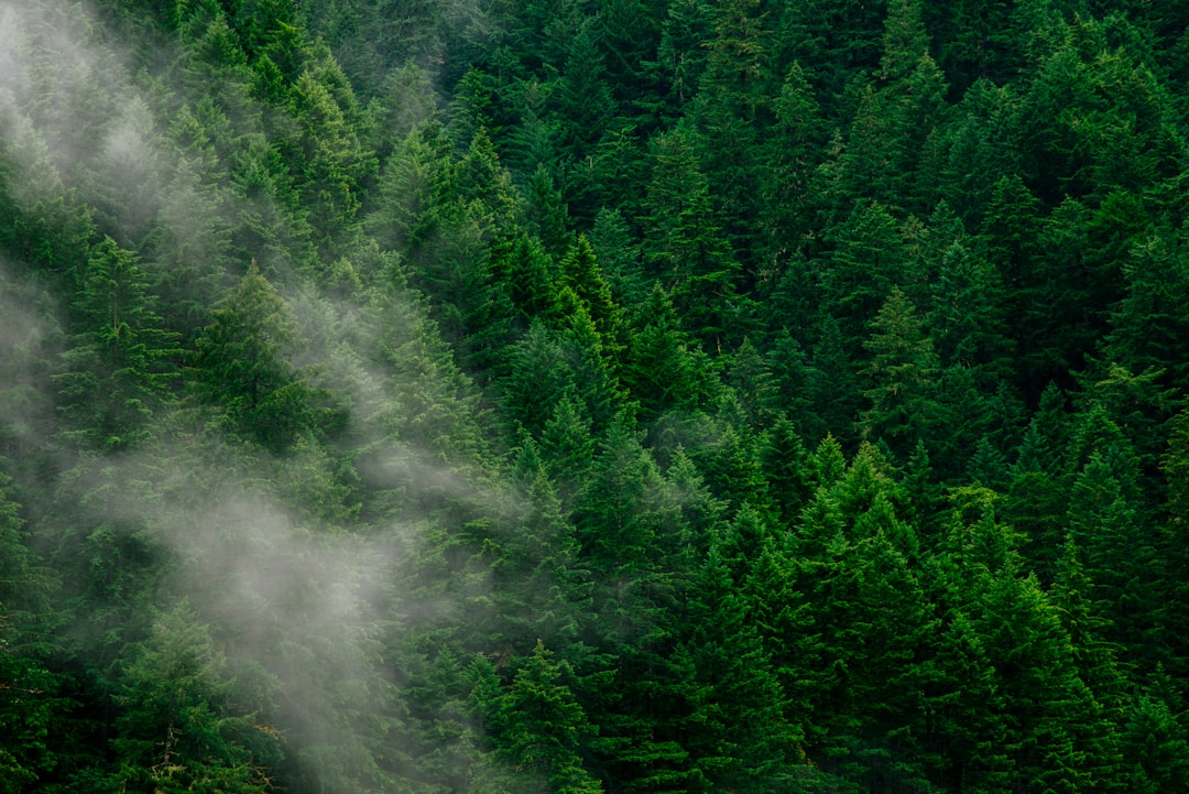 Aerial view of a green forest with fog in the morning in the Pacific Northwest. Stock photo in the style of pac_mgr, Unsplash. –ar 128:85