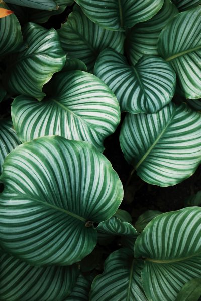 Close up photo of calathea leaves, lush and dense foliage with white stripes on the leaves, vibrant green colors, photorealistic, unsplash photography style, in the style of unsplash photography. --ar 85:128