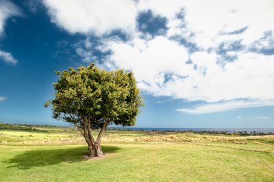 Photo of a single tree on the golf course, overlooking Hawaii's vast ocean and sky with blue skies. The green grass is lush under its shade. This scene symbolizes strength in nature, growth within resilience, or simple beauty in solitude. It adds depth to your content about scenery, mood and atmosphere, outdoor activities, travel, personal development. The photo has the style of a landscape painting. --ar 128:85