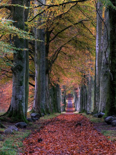 A path through an autumnal forest of beech trees, the leaves have turned to red and orange hues. The ground is covered in fallen leaves that add depth and texture to the scene. In front there's another row of tall ancient oak trees with thick trunks and lush green foliage. This photo was taken in the style of canon eos r5. --ar 3:4