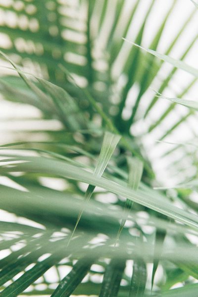 Close up of green palm leaves on a white background, blurred with a soft focus and grainy film filter in the style of vintage, retro photography with muted colors, shallow depth of field with natural light, a detail shot using a macro lens with a bokeh effect in an abstract, blurry background in a minimalist, simple style. --ar 85:128