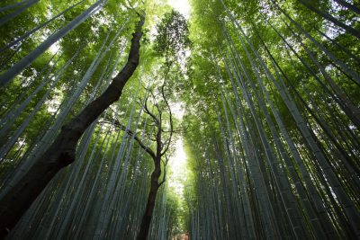 A photograph of Arashiyama bamboo forest in Kyoto, Japan. The tall and dense green canes form an endless line leading to a distant horizon under bright sunlight. A high angle view looks up towards the sky, showcasing towering tree trunks with lush leaves. A serene atmosphere filled with the sound waves emanating from nature's symphony. --ar 128:85