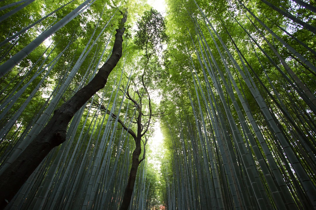 A photograph of Arashiyama bamboo forest in Kyoto, Japan. The tall and dense green canes form an endless line leading to a distant horizon under bright sunlight. A high angle view looks up towards the sky, showcasing towering tree trunks with lush leaves. A serene atmosphere filled with the sound waves emanating from nature’s symphony. –ar 128:85