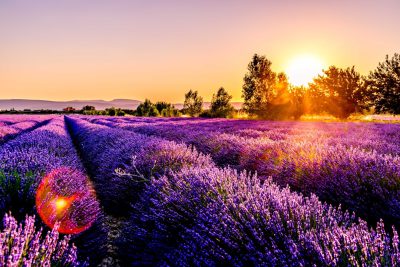 Beautiful lavender field at sunset, picturesque scene of purple flowers in full bloom with the sun setting over the horizon, a serene and peaceful landscape, vibrant colors of nature, a picturesque view of the French Provence countryside, high resolution photography. --ar 128:85