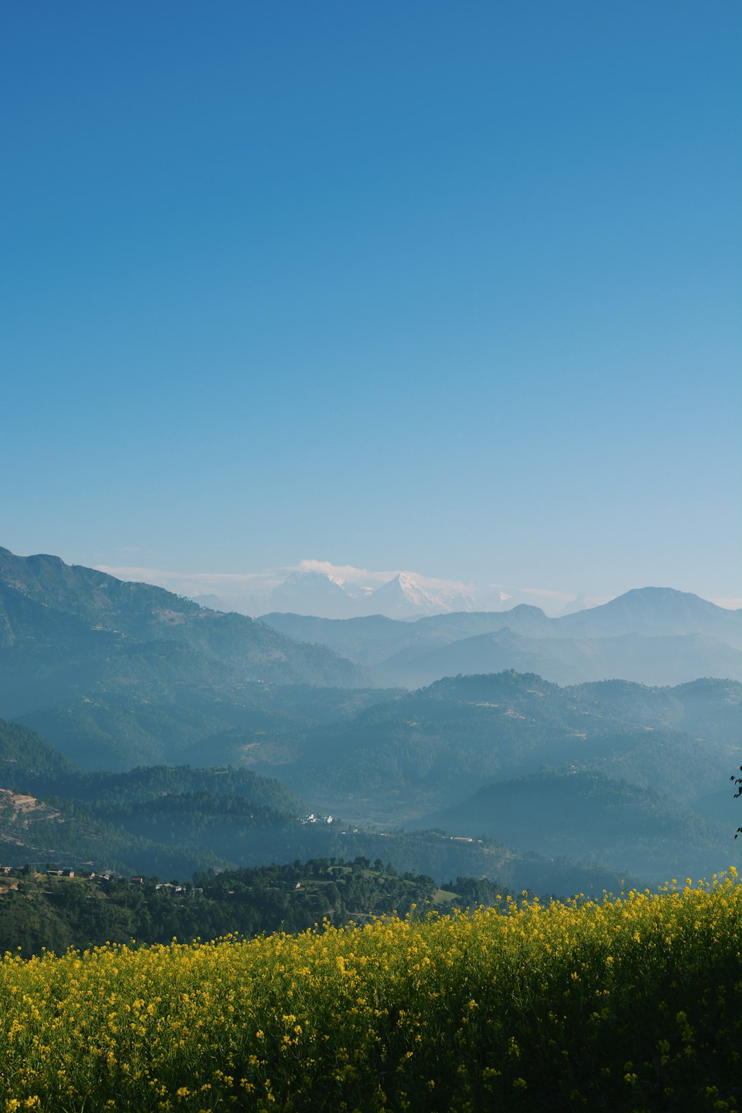 Beautiful view of the Himalayas from Kibikche in bridegarden, with a bright blue sky, yellow rapeseed flowers, and green mountains. The image has clear and sharp focus, super resolution, super quality, super detail, and super depth of field and fog. Shot with a Nikon d850 camera and nikon AFS NIKKOR 24-70mm f/2.6E ED VR lens, in the style of Chinese landscape painting. –ar 85:128