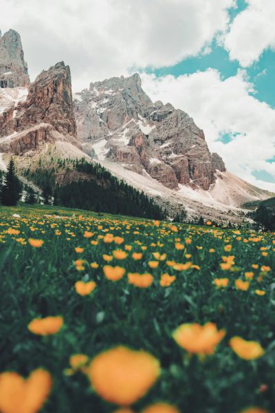 photo of beautiful field with yellow flowers in front of the Dolomites, unsplash photography in the style of photography. --ar 85:128