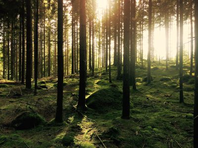 Beautiful forest with tall trees and mossy ground, sunlight shining through the branches of coniferous forests, high resolution photography, professional color grading, soft shadows, no contrast, clean sharp focus, cinematic photography in the style of professional photographers. --ar 4:3