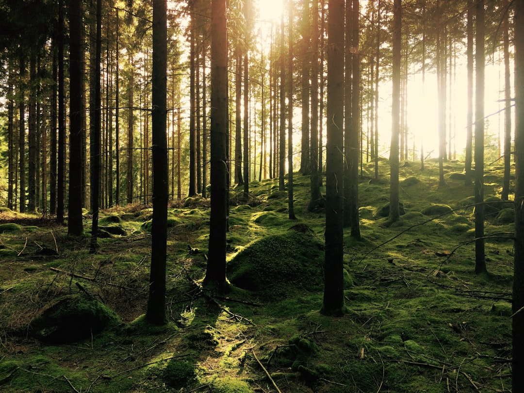 Beautiful forest with tall trees and mossy ground, sunlight shining through the branches of coniferous forests, high resolution photography, professional color grading, soft shadows, no contrast, clean sharp focus, cinematic photography in the style of professional photographers. –ar 4:3