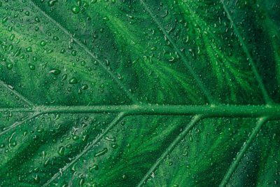 Closeup of green leaf with water drops, high resolution, ultra realistic photography --ar 128:85